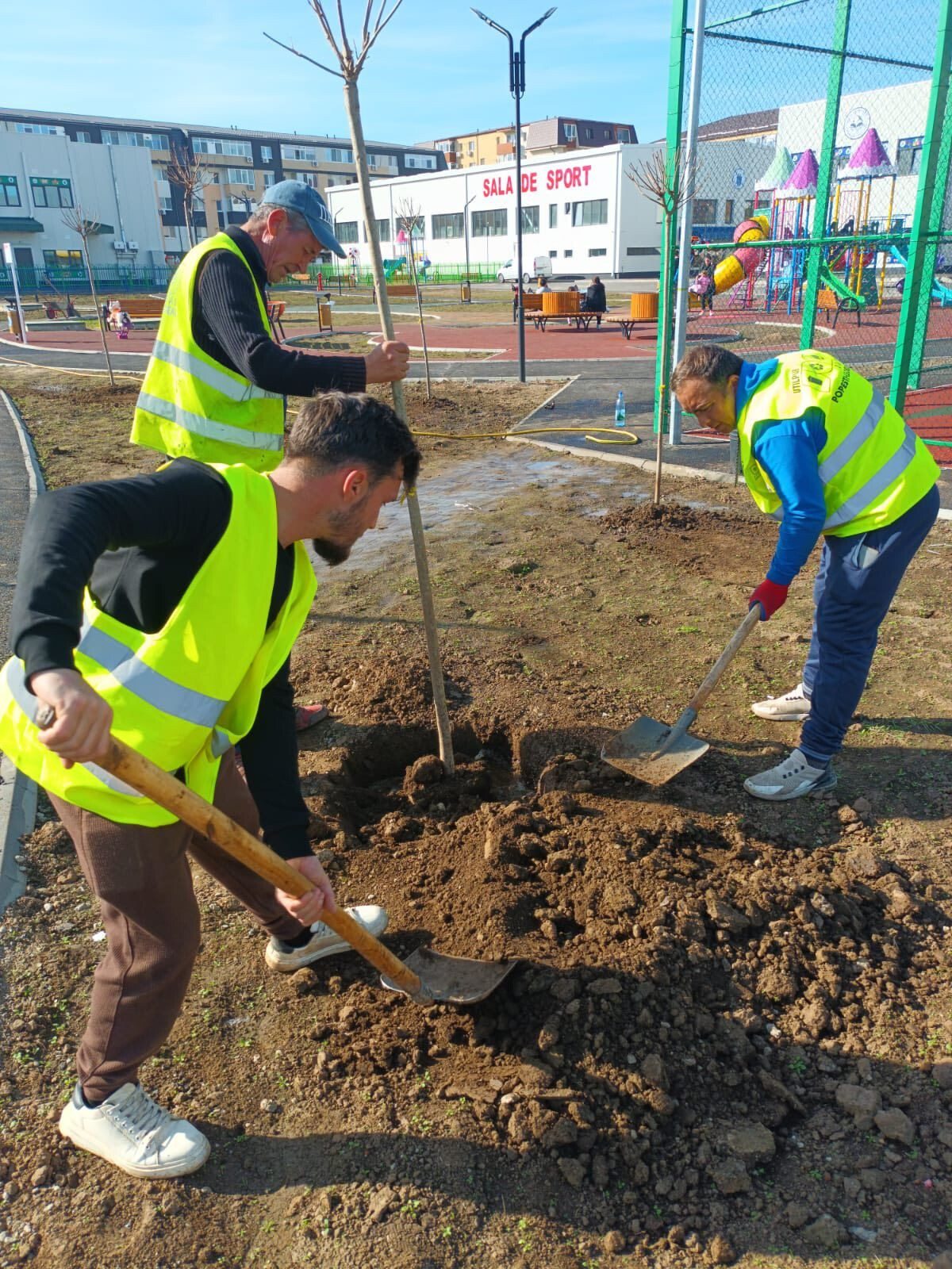 plantat copaci Popesti Leordeni